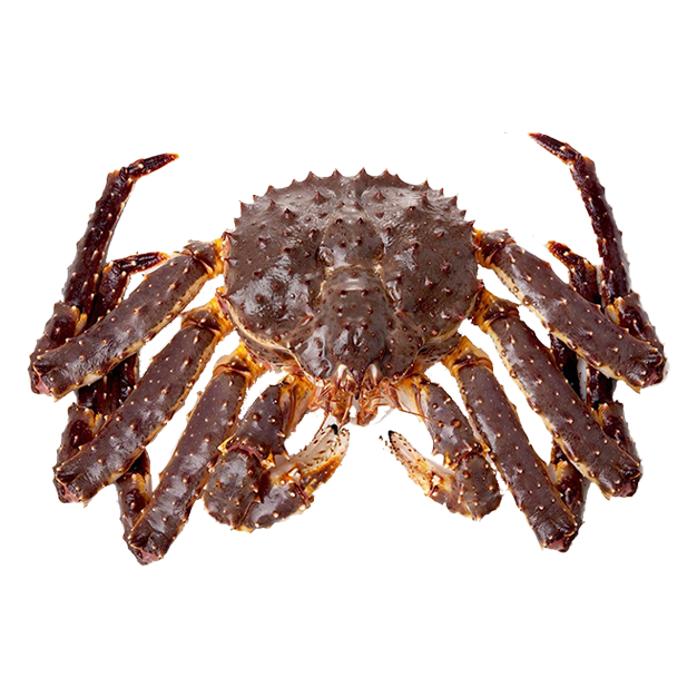Live King Crab