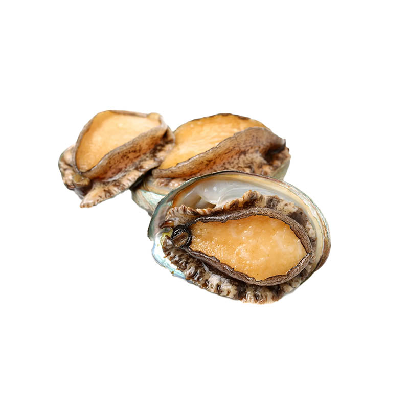 Abalone-oceanlives.ae