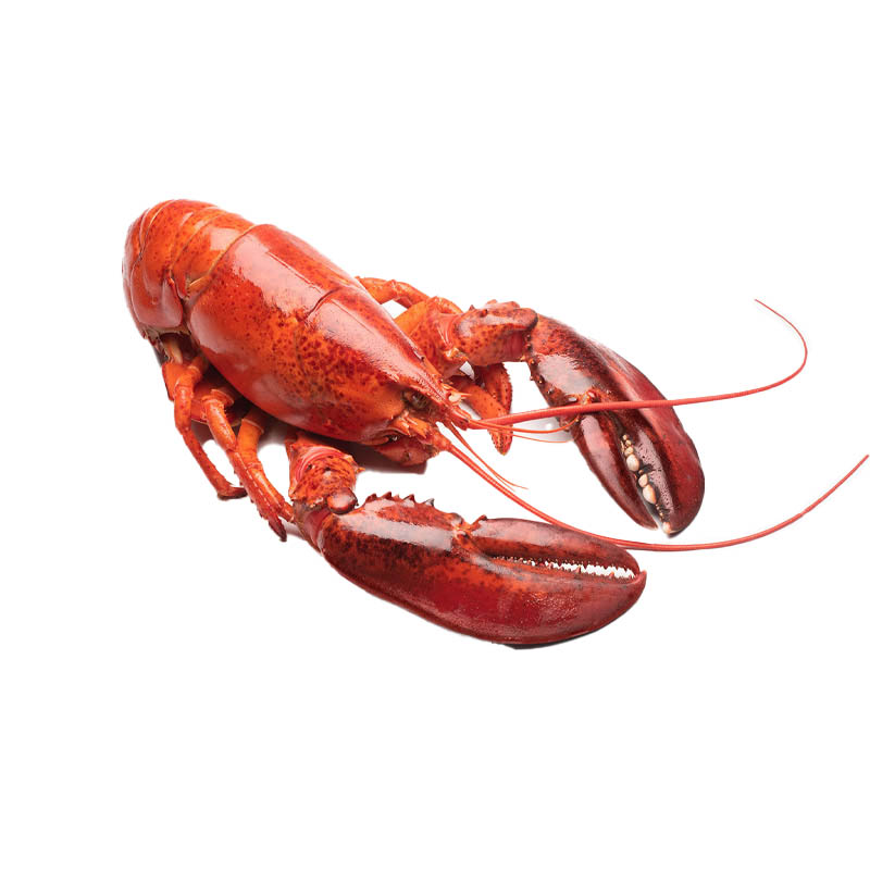 Canadian-Lobsters-oceanlives.ae