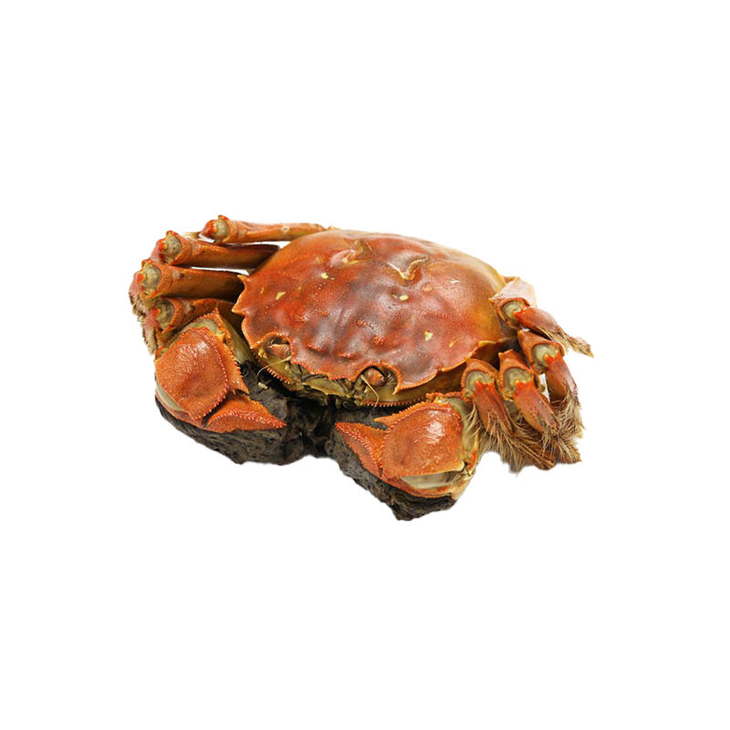 Chinese-Mitten-Crab-oceanlives.ae