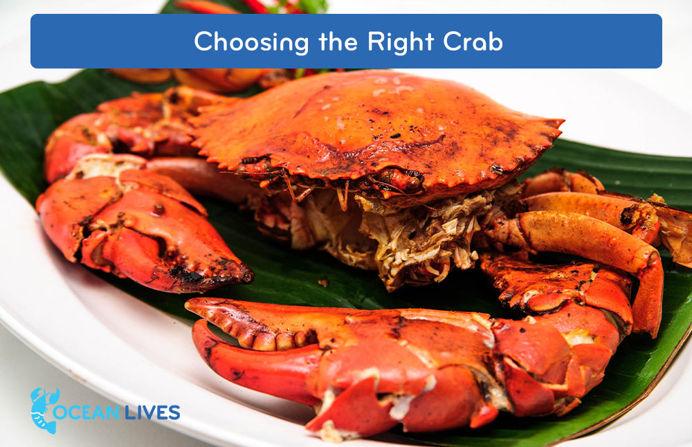Choosing-the-Right-Crab