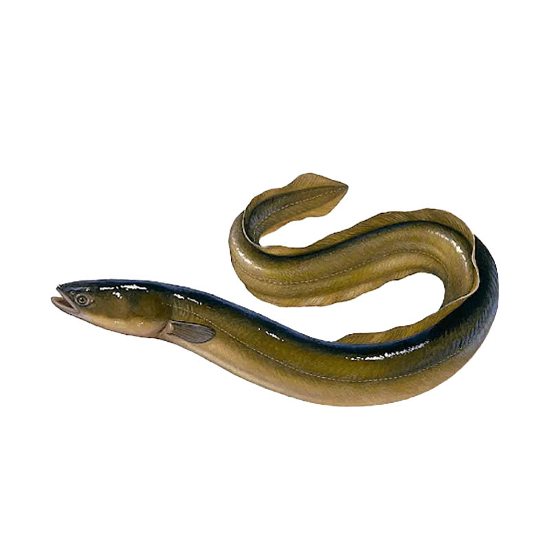 Eel-Fish-oceanlives.ae