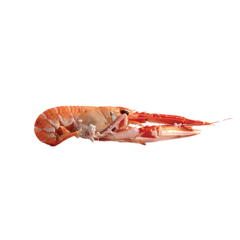 Langoustine-Lobster-oceanlives.ae
