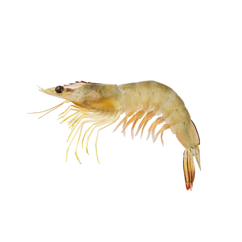 Live-Shrimp-oceanlives.ae