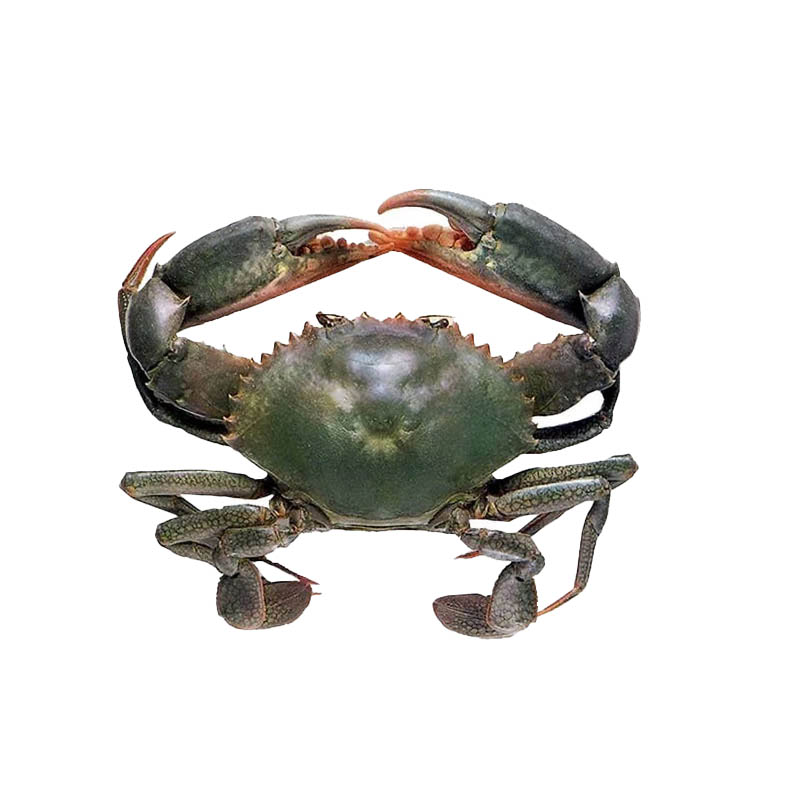 Mud-Crab-oceanlives.ae