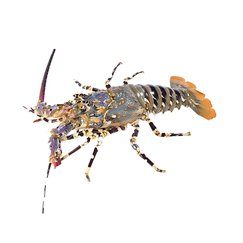 Rainbow-Lobsters-oceanlives.ae