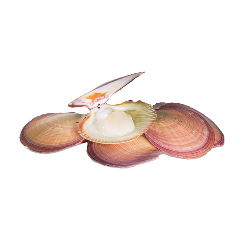 Scallops-oceanlives.ae