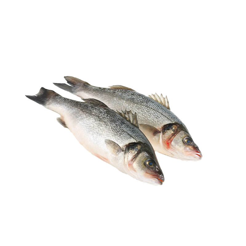 Seabass-Fish-oceanlives.ae