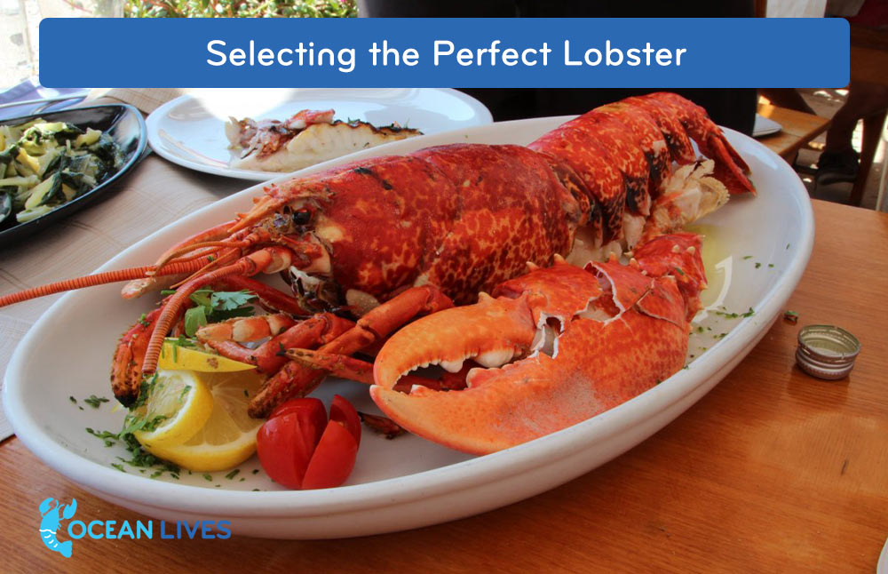 Selecting-the-Perfect-Lobster