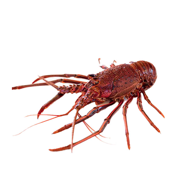 Southern-Lobsters-oceanlives.ae