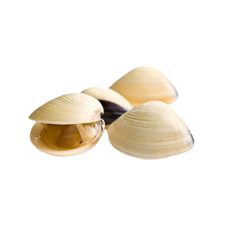 White-Clams-Oceanlives.ae