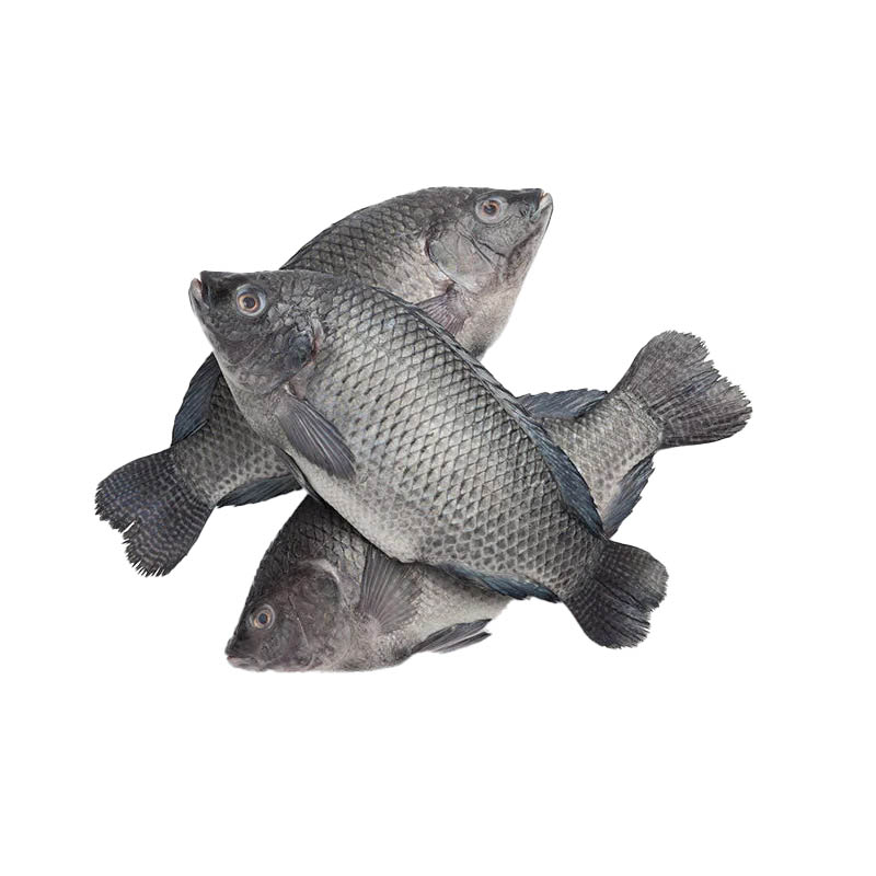 tilapia-fish-oceanlives.ae
