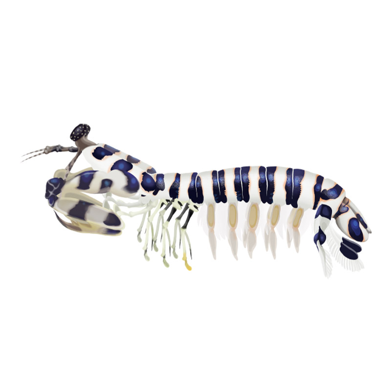 Zebra-Mantis-Shrimp-oceanlives.ae