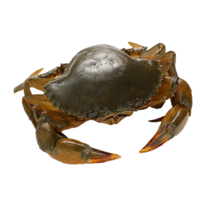 Live Mud Crab in UAE