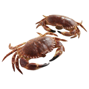 Live Brown Crab in UAE