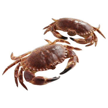 Live Brown Crab in UAE