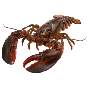 Live Canadian Lobster in UAE