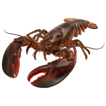 Live Canadian Lobster in UAE