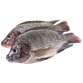 Live Tilapia Fish Online in UAE