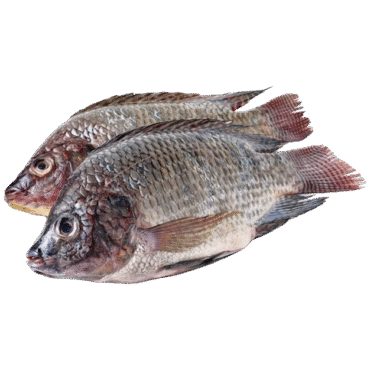 Live Tilapia Fish Online in UAE