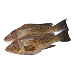 Live Hamour Fish Online in UAE