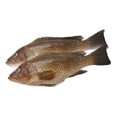 Live Hamour Fish Online in UAE