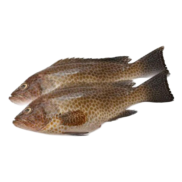 Live Hamour Fish Online in UAE