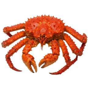 Live King Crab Online in UAE