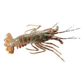 Live Spiny Lobster Online in UAE