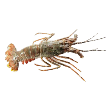 Live Spiny Lobster Online in UAE