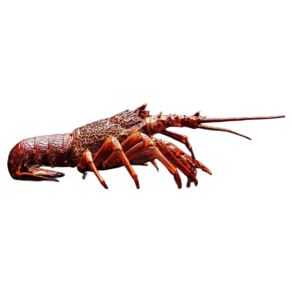 Live Australian Rock Lobster in UAE
