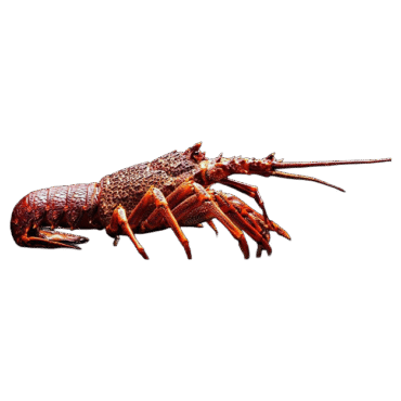 Live Australian Rock Lobster in UAE