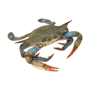 Live Blue Crab Online in UAE