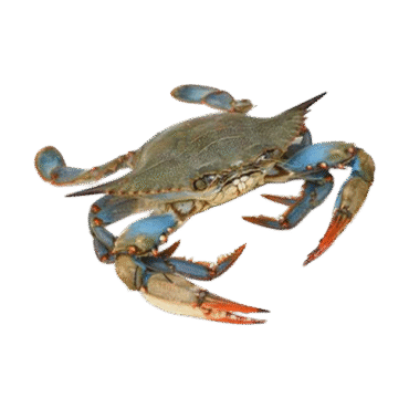 Live Blue Crab Online in UAE