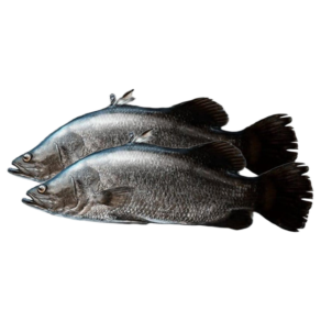 Live Sea Bass Fish in UAE