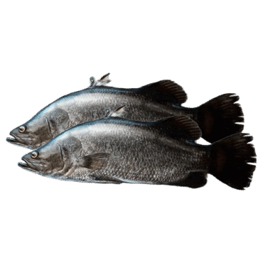 Live Sea Bass Fish in UAE