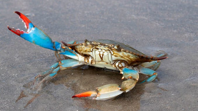 Facts About Blue Crabs