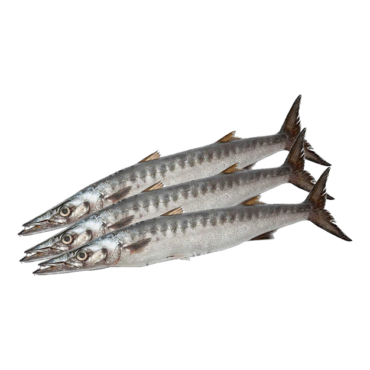 Fresh Barracuda