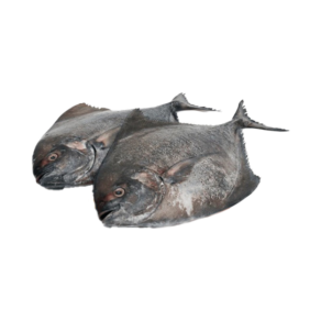 Fresh Black Pomfret (Zubaidi Aswad / Karutha Avoli)