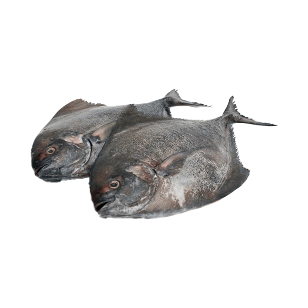 Fresh Black Pomfret