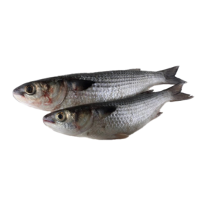 Fresh Grey Mullet (Bouri / Bury)