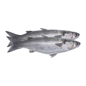 Fresh Biya (Mullet Fish)
