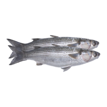 Fresh Biya (Mullet Fish)