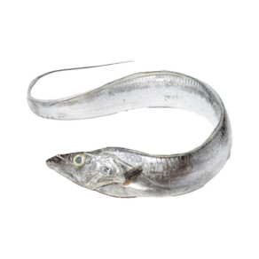 Fresh Ribbon Fish (Belt Fish)