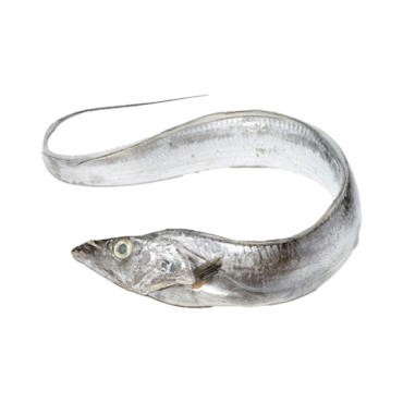 Fresh Ribbon Fish (Belt Fish)