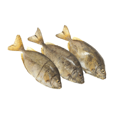 Fresh Safi (Rabbitfish)