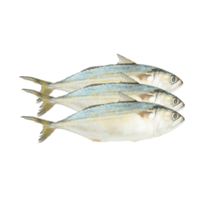 Fresh Mackerel (Bangda / Saba)