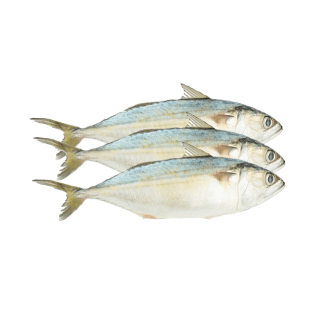 Fresh Mackerel