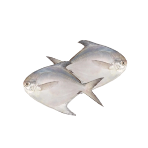 Fresh White Pomfret (Zubaidi / Avoli)