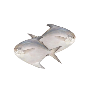 Fresh White Pomfret (Zubaidi / Avoli)